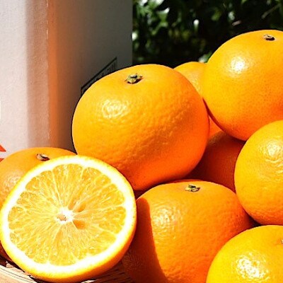 【まごころ手選別】和歌山産のはっさく化粧箱Lサイズ12個入り