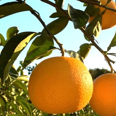 【まごころ手選別】和歌山産のはっさく化粧箱Lサイズ12個入り