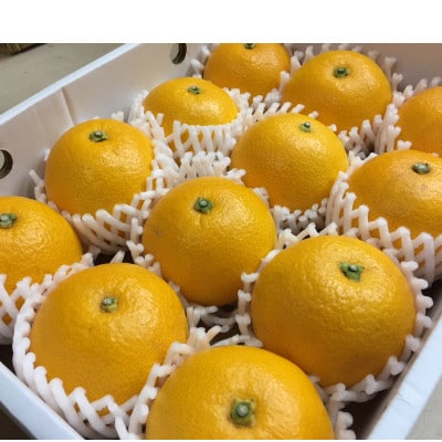 【まごころ手選別】和歌山産のはっさく化粧箱2Lサイズ12個入り