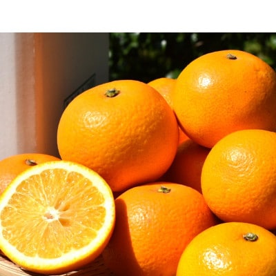 【まごころ手選別】和歌山産のはっさく化粧箱2Lサイズ12個入り