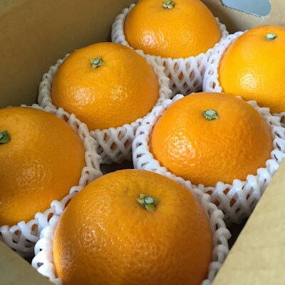 【まごころ手選別】和歌山産　八朔　6玉×2箱　L～2Lサイズ【2027年1月中旬より順次発送】