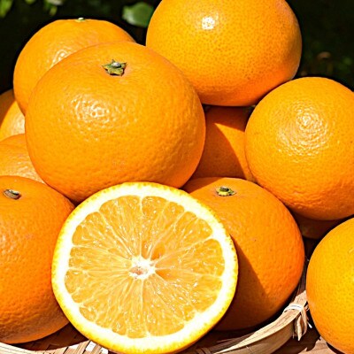 【まごころ手選別】和歌山産　八朔　6玉×2箱　L～2Lサイズ【2027年1月中旬より順次発送】