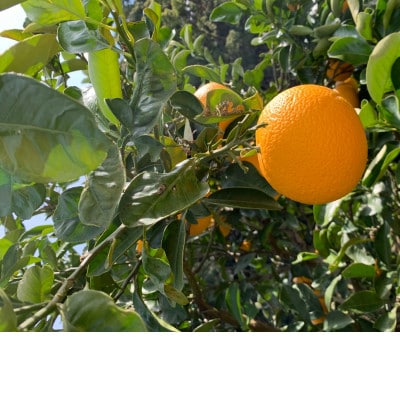 【まごころ手選別】和歌山県産はっさく　約10kg　S～Mサイズ【2027年1月中旬より順次発送】