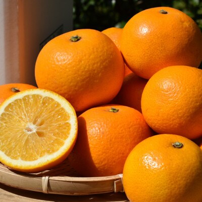 【まごころ手選別】和歌山県産はっさく　約10kg　S～Mサイズ【2027年1月中旬より順次発送】