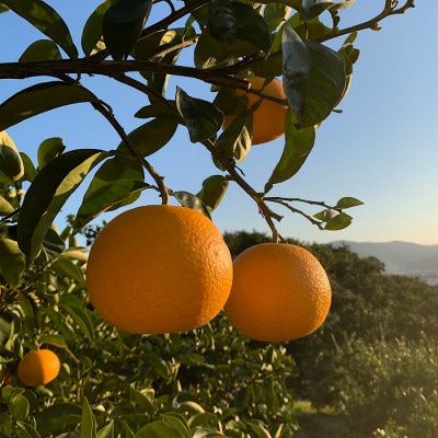 【まごころ手選別】和歌山産はっさく化粧箱Mサイズ12個入り【2027年1月中旬ごろより発送】