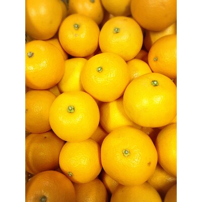 【まごころ手選別】和歌山産　八朔(はっさく)約15kg サイズ混合　家庭用【2027年発送】