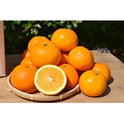 【まごころ手選別】和歌山産　八朔 6玉×4箱　L～2Lサイズ【2027年1月中旬より順次発送】