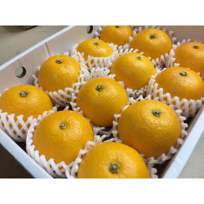 【まごころ手選別】和歌山産　八朔　化粧箱入り(12玉×2箱、L～2Lサイズ)【2027年発送】