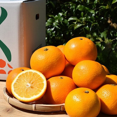 【まごころ手選別】和歌山産 八朔　8～11玉(M～2Lサイズ混合)【2027年1月中旬より順次発送】