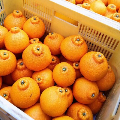 【まごころ手選別】和歌山産　不知火　6玉×2箱　L～2L混合【2027年2月より順次発送】