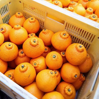 【まごころ手選別】和歌山産　不知火　6玉×4箱　L～2Lサイズ【2027年2月より順次発送】