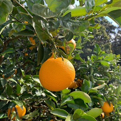 【2027年1月より順次発送】和歌山県産　八朔(はっさく)約10kg　3S～S【まごころ手選別】