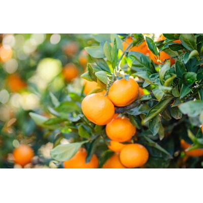 【先行受付2026年11月より順次発送】有田みかん　約1kg(2S～Lサイズ混合)【まごころ手選別】