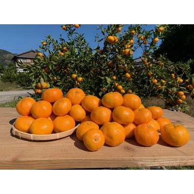 【先行受付2026年11月～順次発送】有田みかん　約10kg(2S～Lサイズ混合)【まごころ手選別】