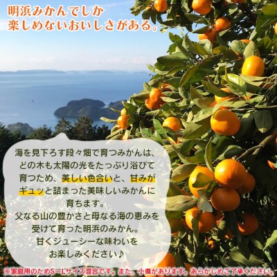愛媛県明浜産　天晴みかん(極早生みかん)　15kg