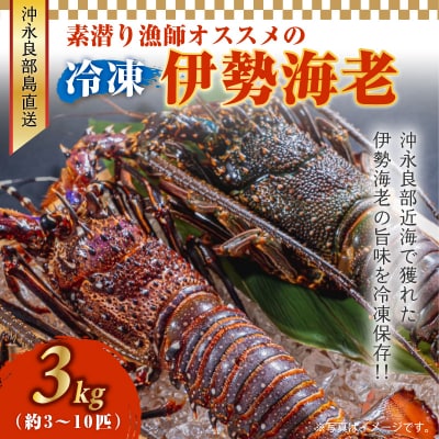 沖永良部島直送!素潜り漁師オススメの冷凍伊勢海老 約3キロ(3～10匹)