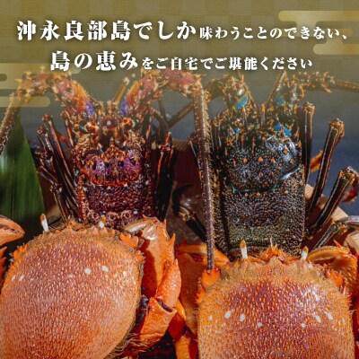 沖永良部島直送!素潜り漁師オススメの伊勢海老2キロ(2～6匹)とアサヒガニ2キロ(4～8杯)セット