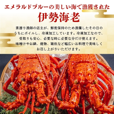 沖永良部島直送!素潜り漁師オススメのボイル済み冷凍伊勢海老約500グラム