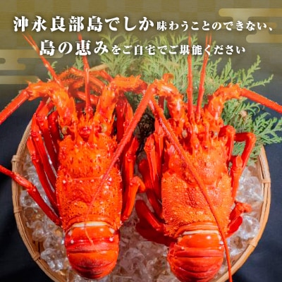 沖永良部島直送!素潜り漁師オススメのボイル済み冷凍伊勢海老約500グラム