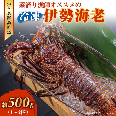 沖永良部島直送!素潜り漁師オススメの冷凍伊勢海老約500グラム