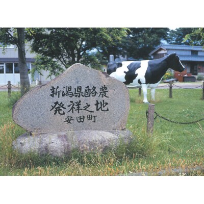 【3ヶ月定期便】ヤスダヨーグルト 大ボトル 800g×10本