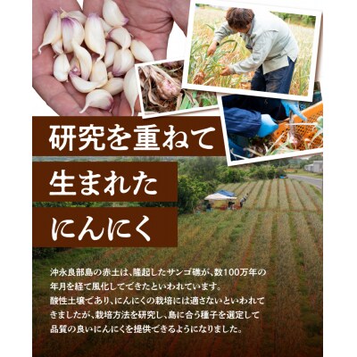 【先行受付】農家厳選!南国の赤土で育んだ 沖永良部島産 生にんにく2L玉2キロ【3月下旬～4月下旬】