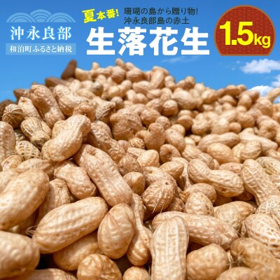 【先行受付】夏本番!珊瑚の島から贈り物!沖永良部島の赤土 生落花生1.5キロ!【7月中旬～9月上旬】