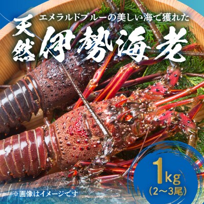 エメラルドブルーの美しい海で獲れた天然伊勢海老1キロ(2～3尾)