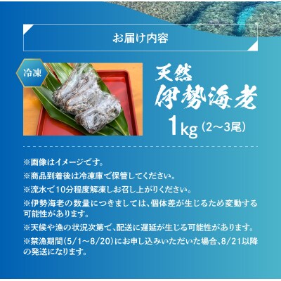 エメラルドブルーの美しい海で獲れた天然伊勢海老1キロ(2～3尾)