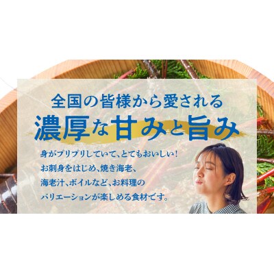 エメラルドブルーの美しい海で獲れた天然伊勢海老2キロ(4～6尾)