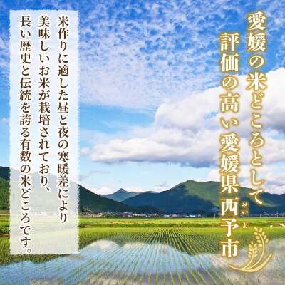 <令和8年産 西予市産 にじのきらめき 精米 約10kg宇都宮米穀お米 新米