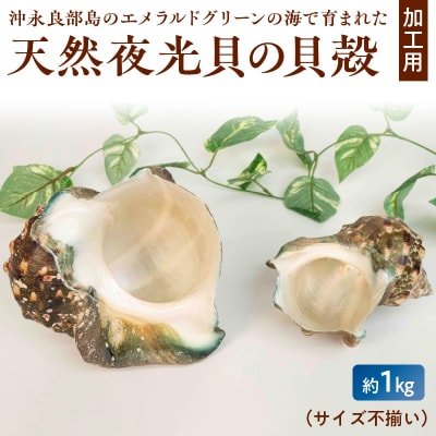 沖永良部島の天然夜光貝の貝殻(加工用)1キロ　サイズ不揃い