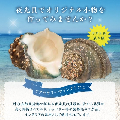 沖永良部島の天然夜光貝の貝殻(加工用)1キロ　サイズ不揃い