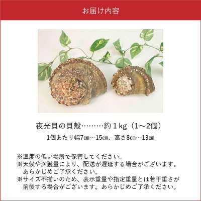 沖永良部島の天然夜光貝の貝殻(加工用)1キロ　サイズ不揃い
