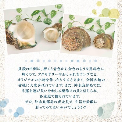 沖永良部島の天然夜光貝の貝殻(加工用)2キロ　サイズ不揃い
