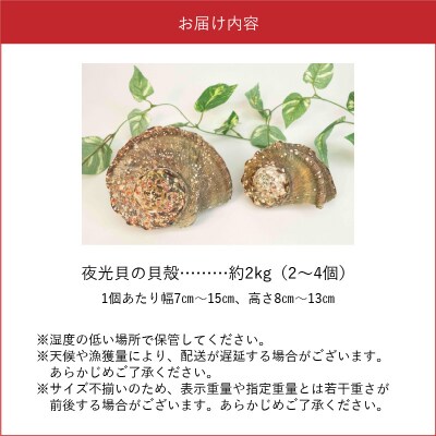 沖永良部島の天然夜光貝の貝殻(加工用)2キロ　サイズ不揃い