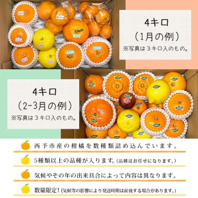 愛媛県明浜産ジュエリーボックス(柑橘編)4.0kg【1月配送】