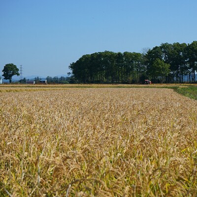 新米 ななつぼし 5kg 令和8年産 【11月発送】北海道 南幌町産 米 白米 精米 有限会社ライフ