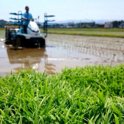 【令和8年産新米】【真空パック】 阿賀野市産「新之助」無洗米 10kg(5kg×2袋)中島農場