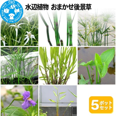 水辺植物 おまかせ後景草×5ポットセット|09_chm-a00501
