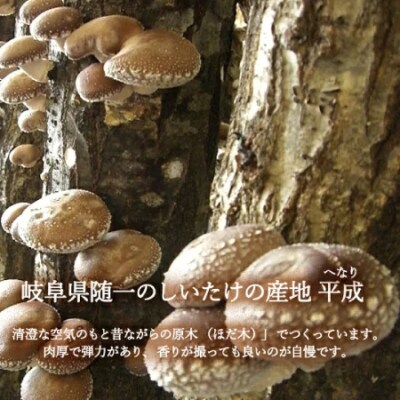 しいたけスナック4箱