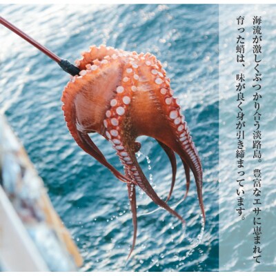 淡路島産地蛸使用 生たこ飯 2合用×3袋セット　ay02032