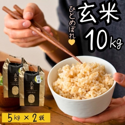 米 ひとめぼれ 玄米 10kg