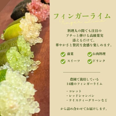  フィンガーライム(品種ミックス)【2026年発送】No.3314
