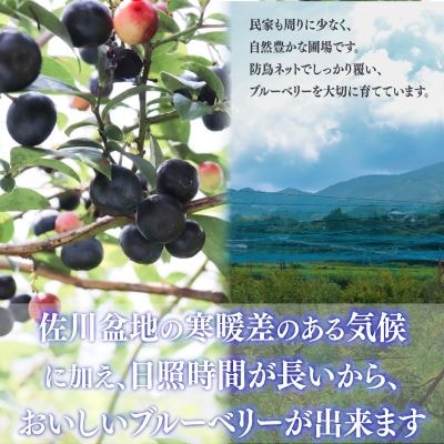 冷凍ブルーベリー計2kg 佐川町産<4～6ヶ月程度で発送予定>