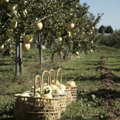 【産地直送】シナノゴールド 家庭用 3kg(7～10個)