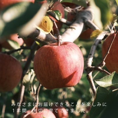 【先行予約】【12月より順次発送】【農家直送】【人気No1】サンふじ　家庭用　5kg(12～20個)