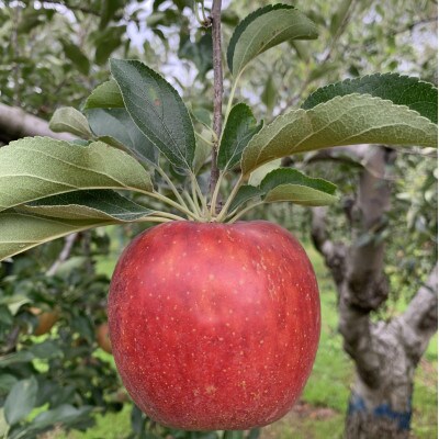 皮ごとバリッ!葉とらずサンつがる特A 約5kg