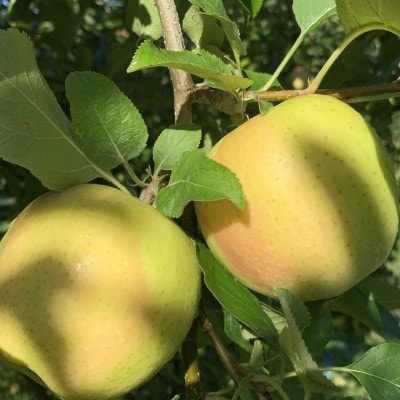 皮ごとバリッ!葉とらず黄王特A 約5kg