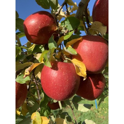 酸味!葉とらずサンジョナゴールド　訳あり　約10kg　